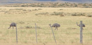 Darwin's rhea (Pterocnemia Darwinii), a small ostrich like bird of Patagonia.